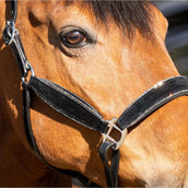 HB Cabezada Wisconsin Negro/Plata