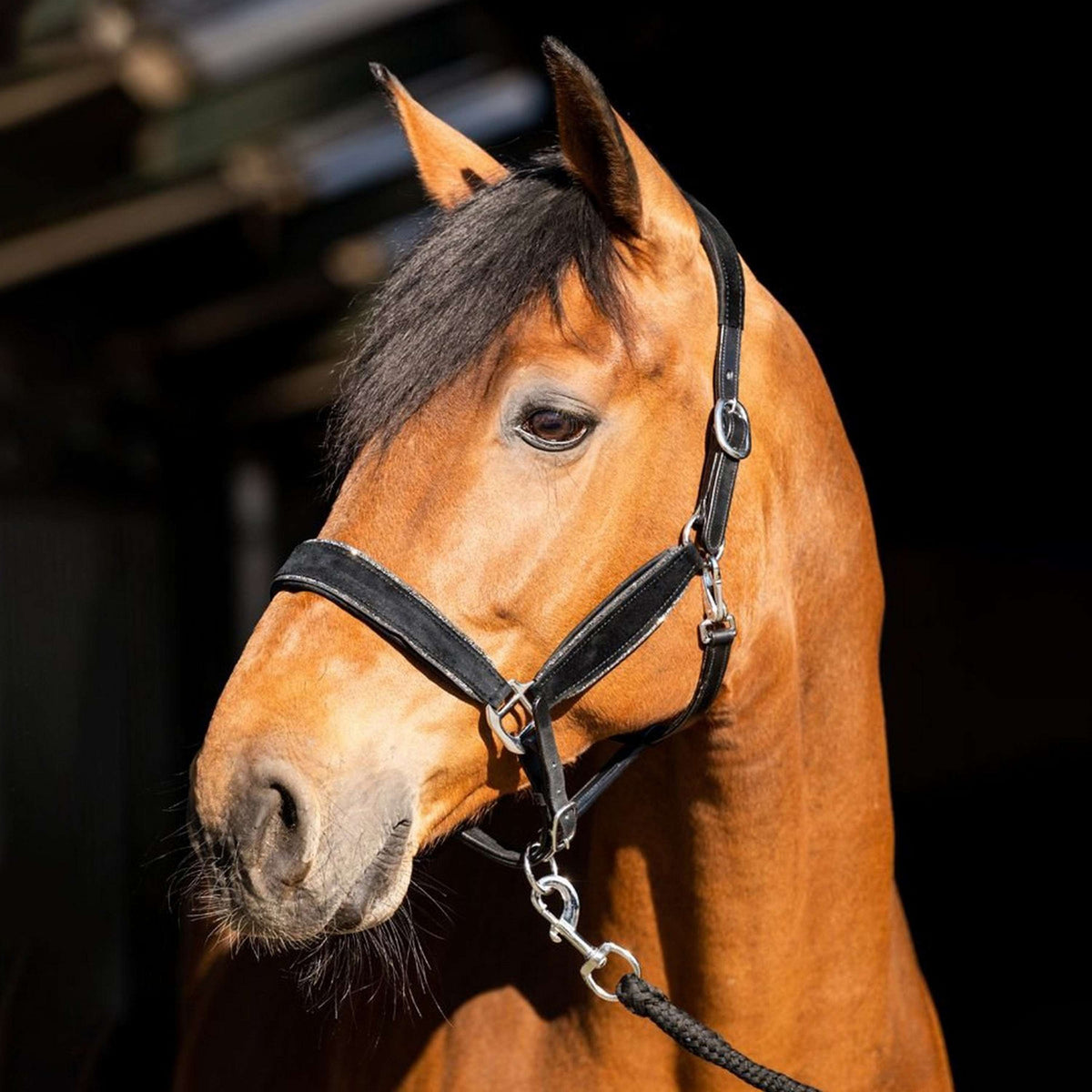 HB Cabezada Wisconsin Negro/Plata