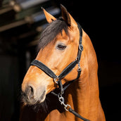 HB Cabezada Wisconsin Negro/Plata