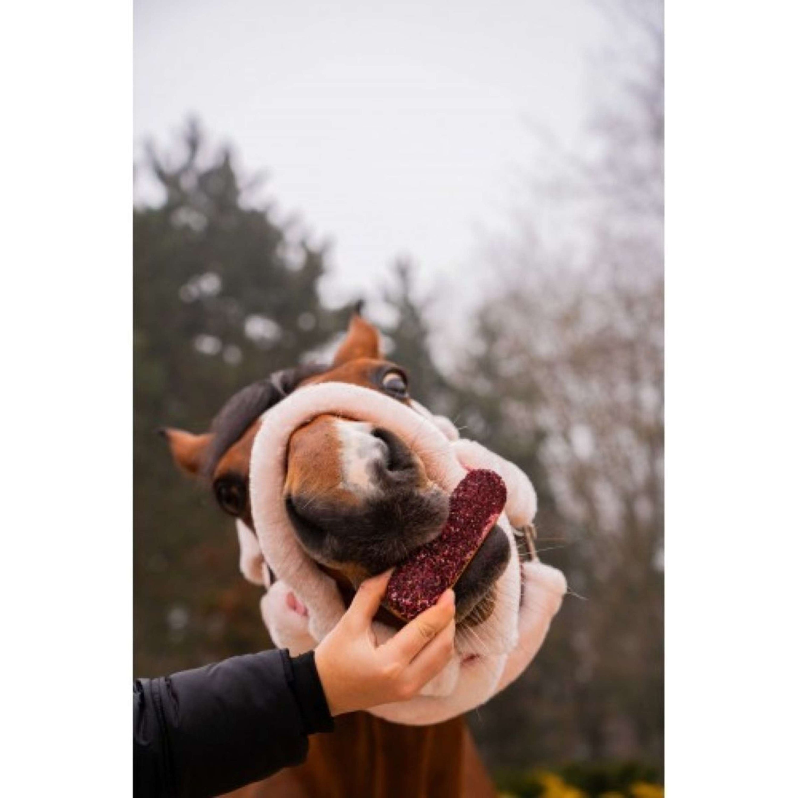 Candy Horse Love Galletaa Hibiscus Eclair Candy Horse Love Galletaa Hibiscus Eclair