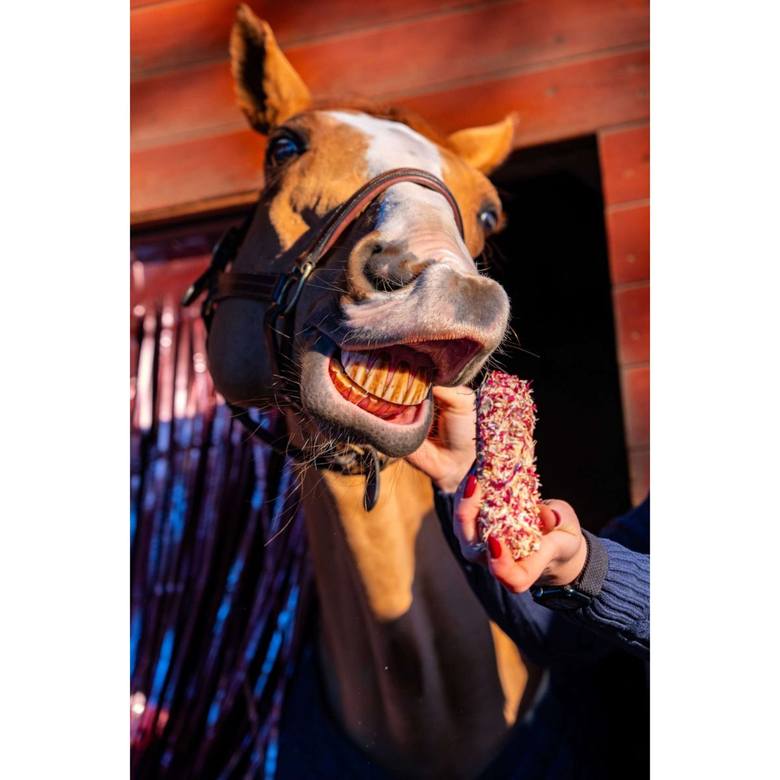 Candy Horse Love Galletaa Cornflower Eclair Candy Horse Love Galletaa Cornflower Eclair