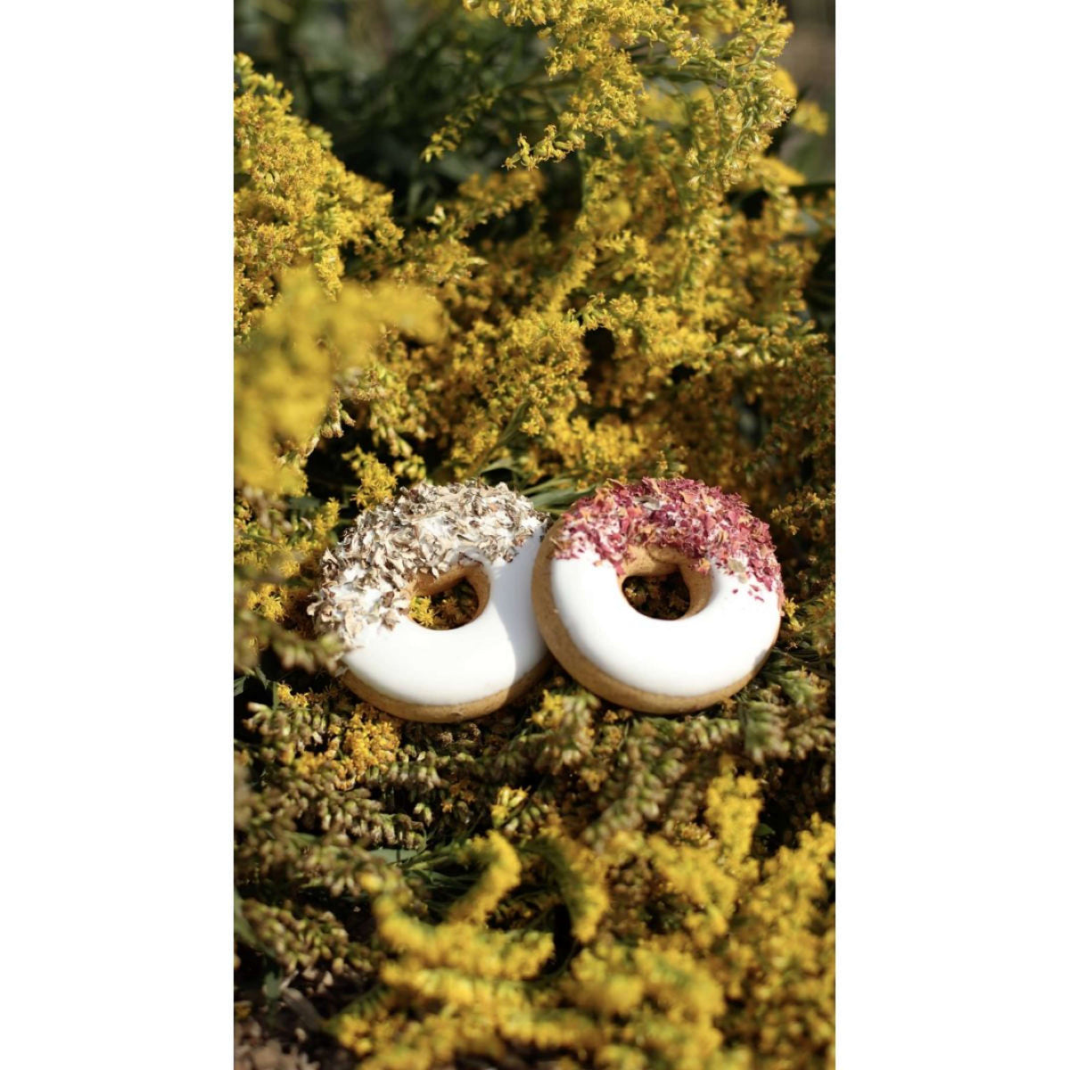 Candy Horse Donut Rose petals/Iceland moss