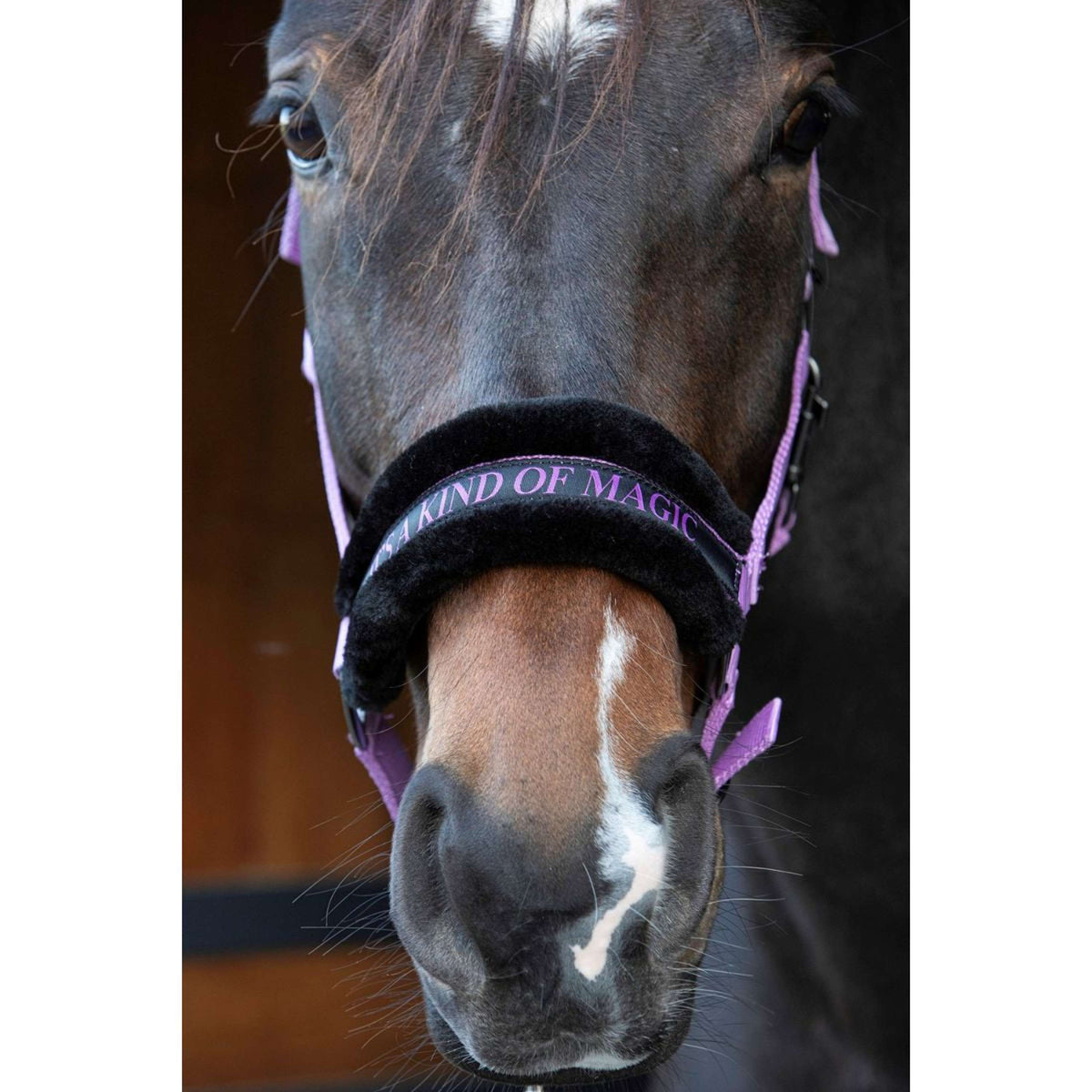 Harry's Horse Halter Letras Citas Lila