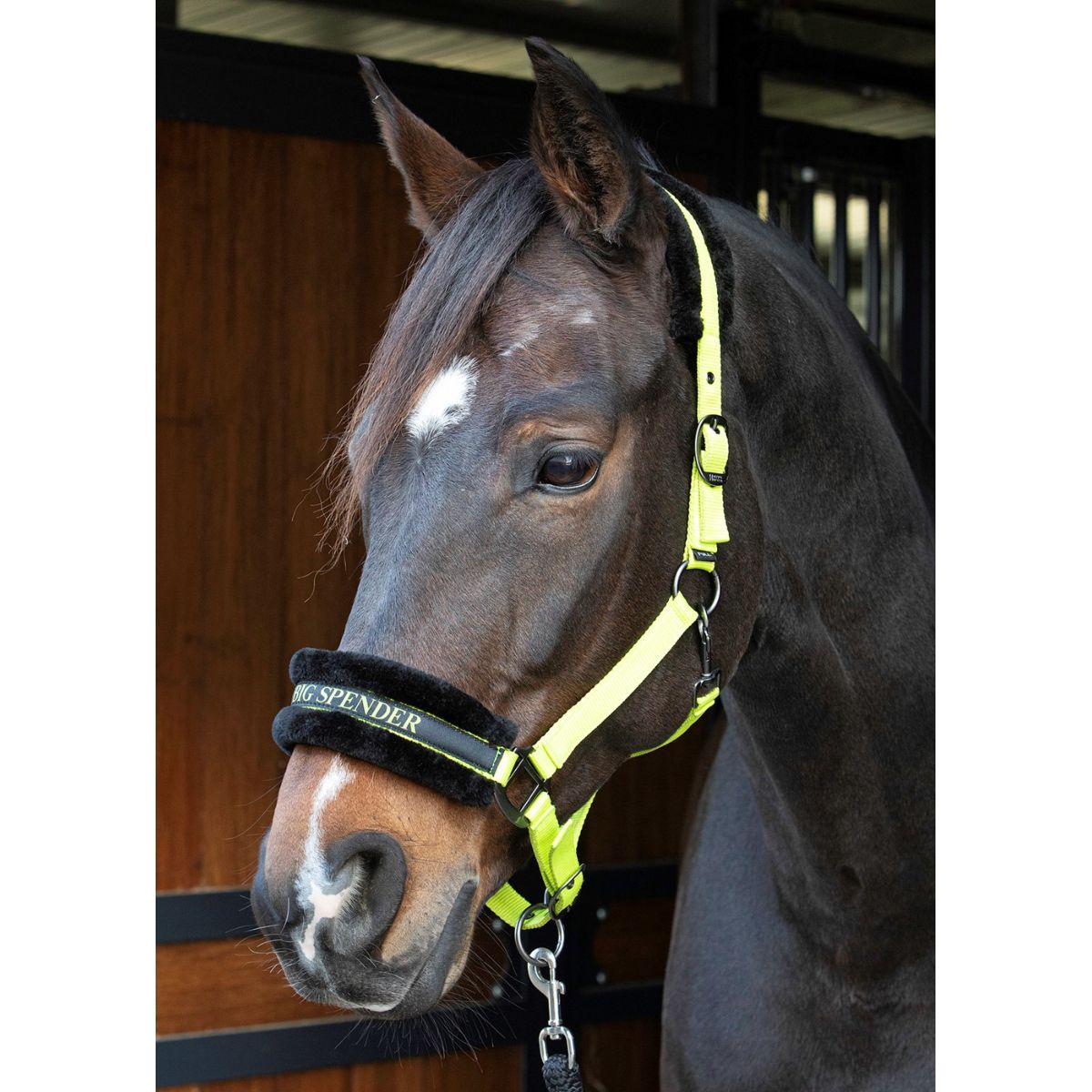 Harry's Horse Halter Letras Citas Lima