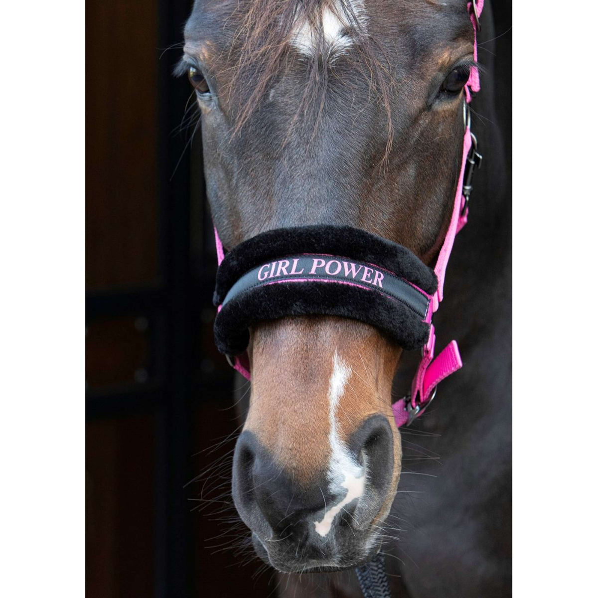 Harry's Horse Cabestro Lyrics Quotes Rosa