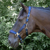 Harry's Horse Juego de Cabestro Denici Cavalli Purple Passion Satin Peacoat