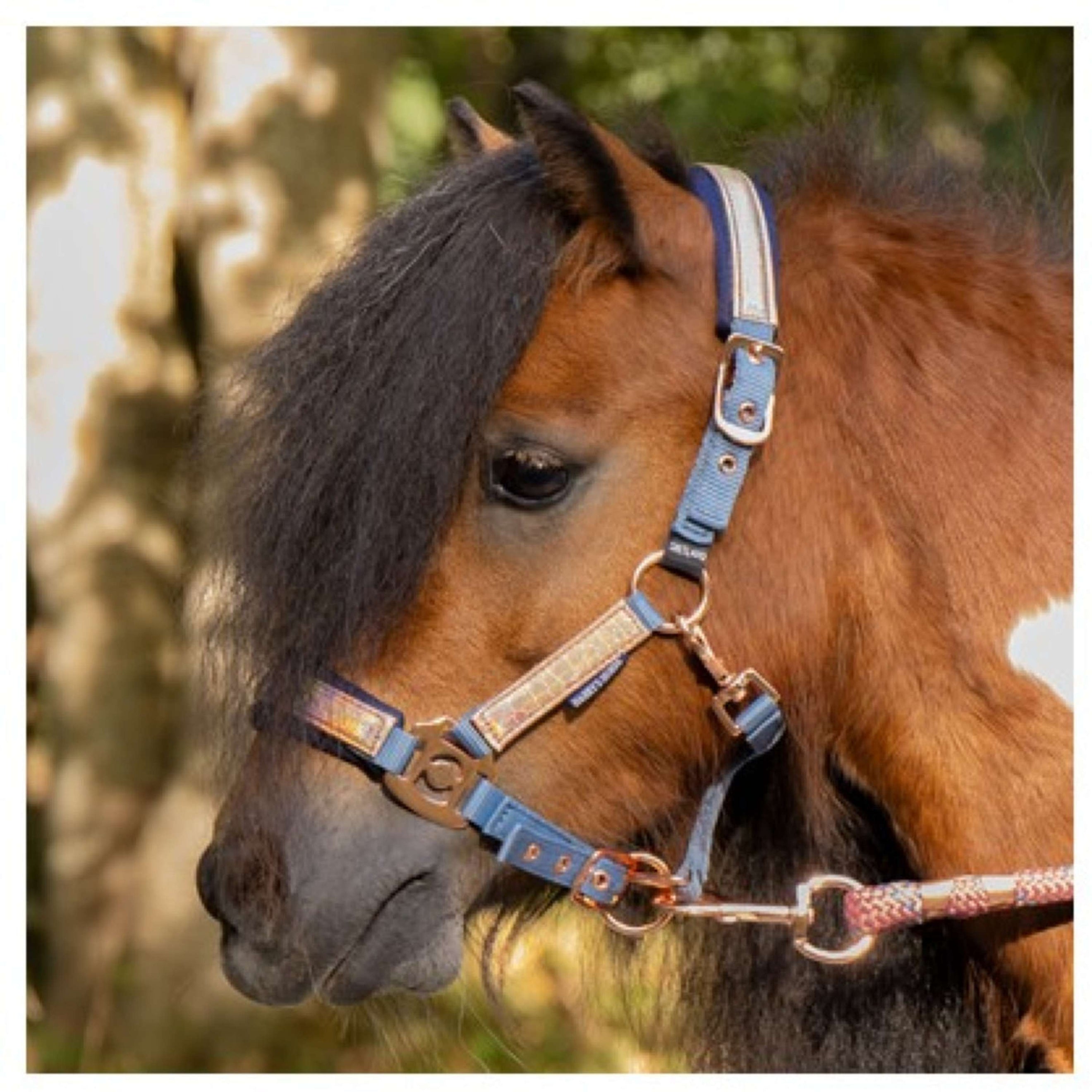 Harry's Horse Juego de Cabestro Diva Mauvewood Faded-Denim