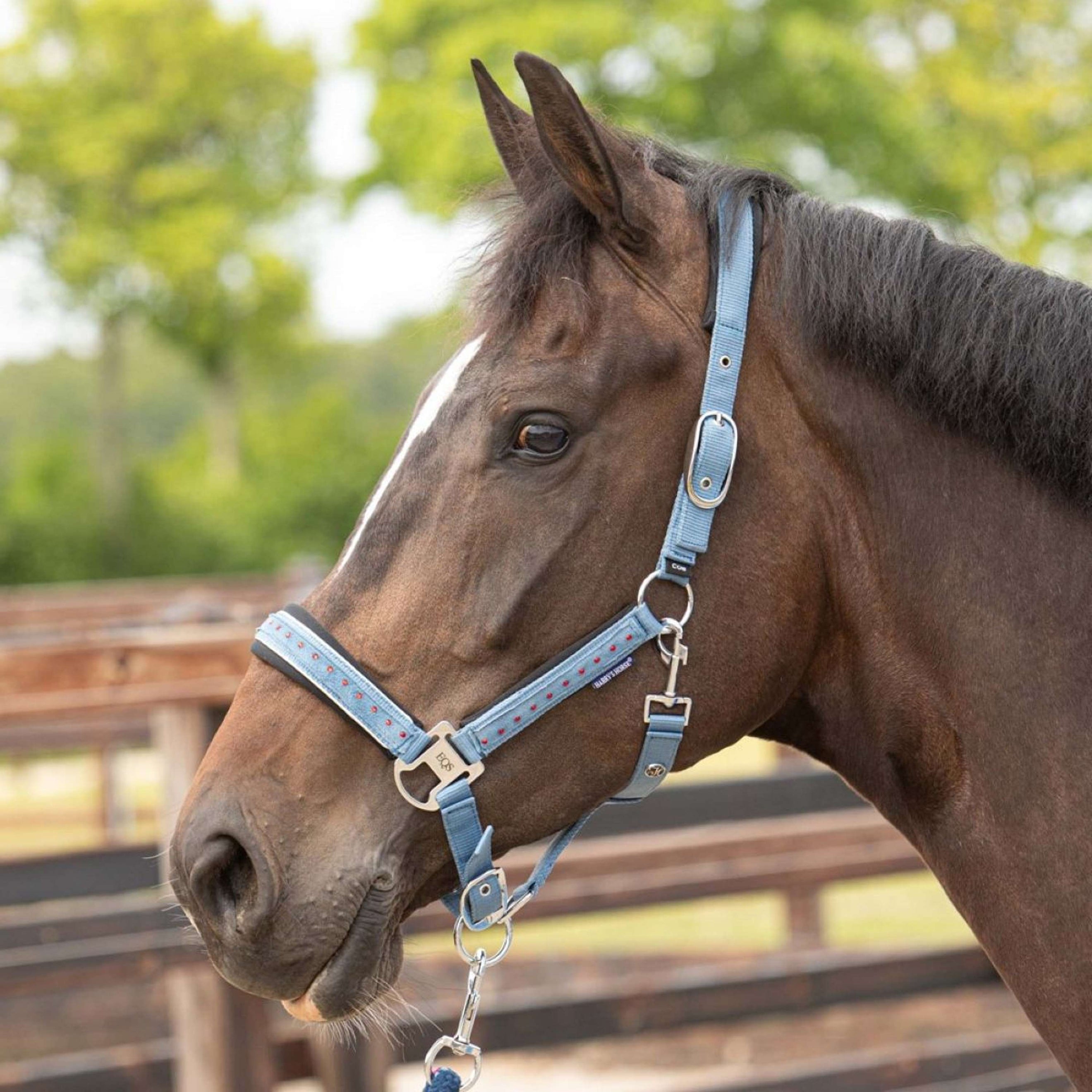 Harry's Horse Juego de Cabestro Crystal Blue Heaven