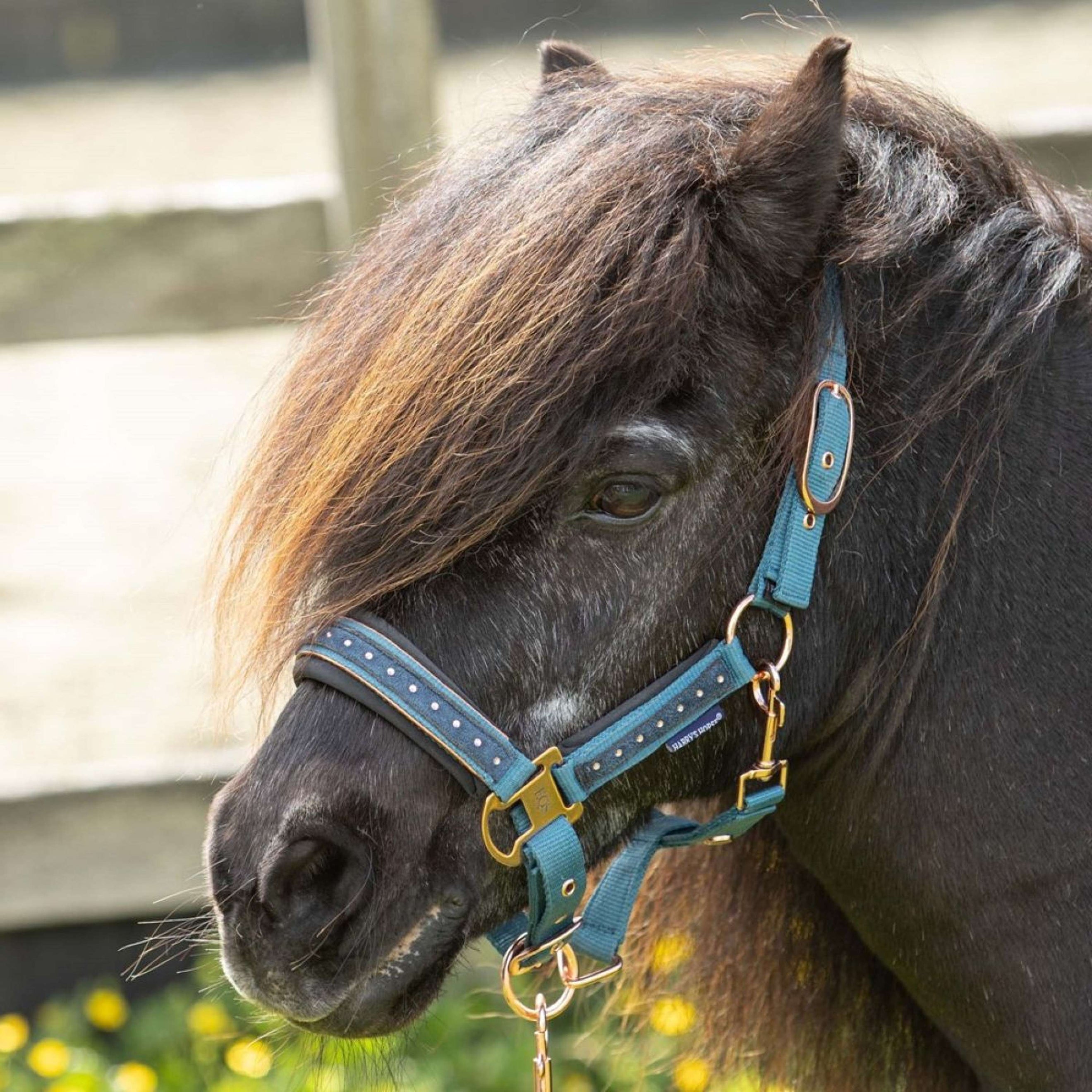 Harry's Horse Juego de Cabestro Crystal Tapestry