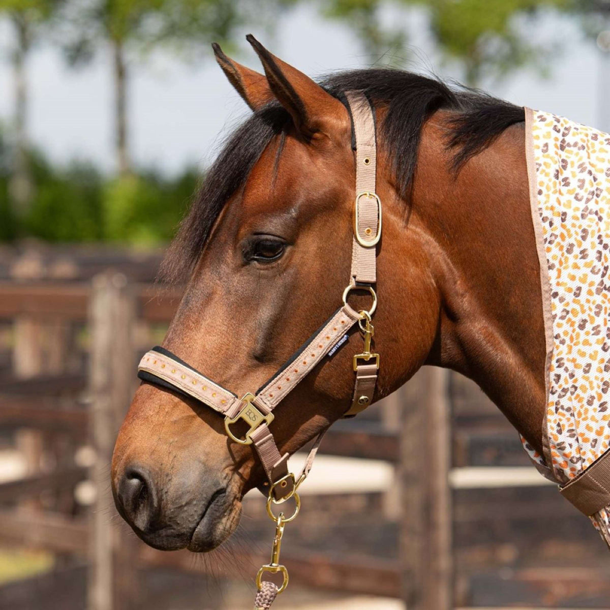 Harry's Horse Juego de Cabestro Crystal Taupe Grey