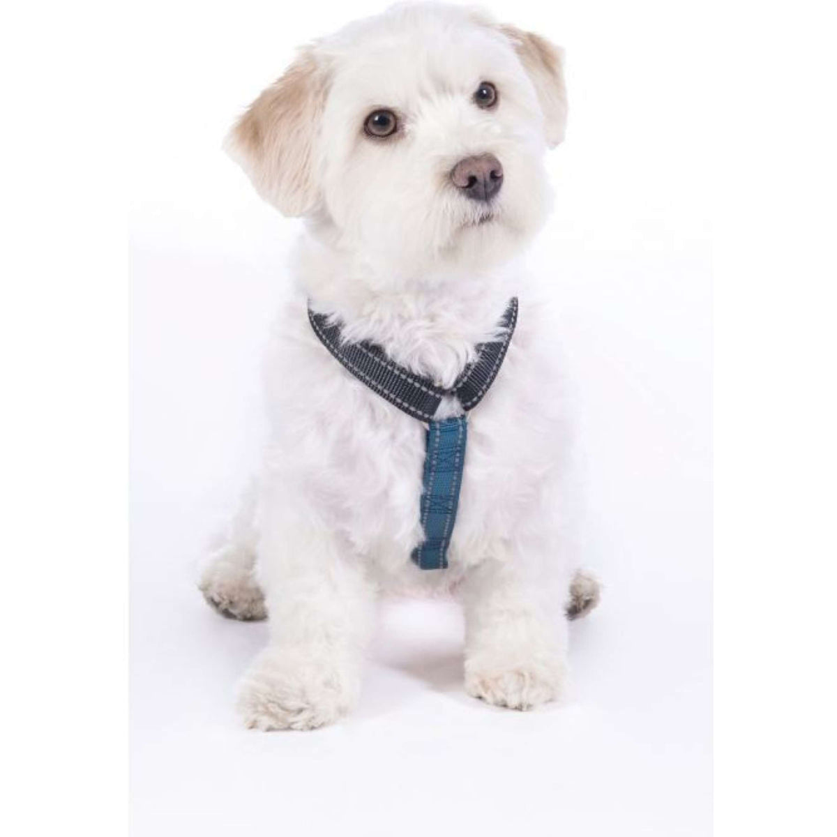 HKM Arnés para Perro Anam Cara Basic Nylon Azul Oscuro/Petrol