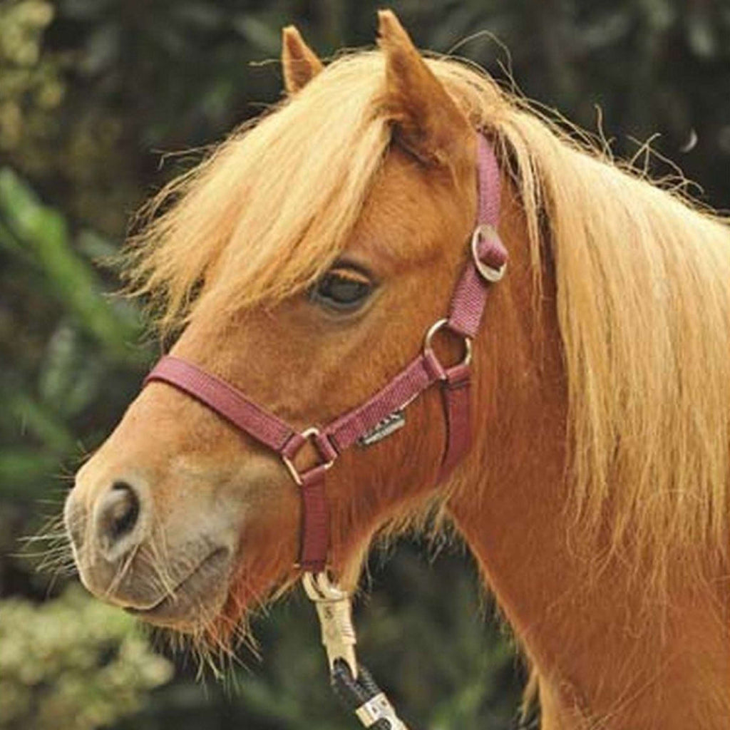 HKM Cabestro Mini Shetland Rojo vino