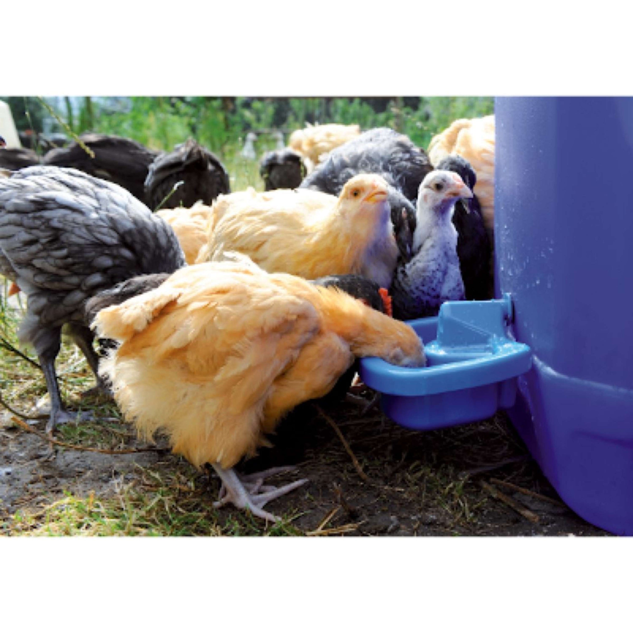 Excellent Bebedero para aves de corral