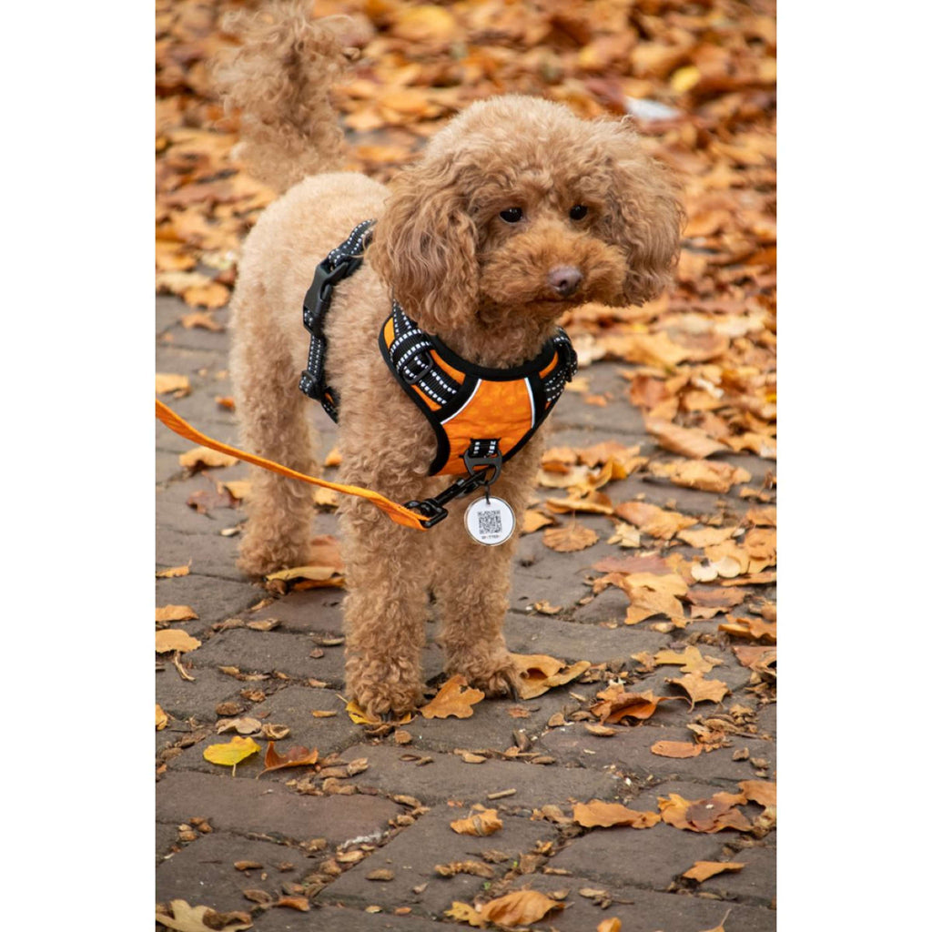 Spotted Pro! Arnés para Perro Antracita
