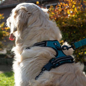 Spotted Pro! Arnés para Perro Antracita