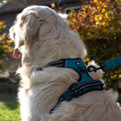 Spotted Pro! Arnés para Perro Verde