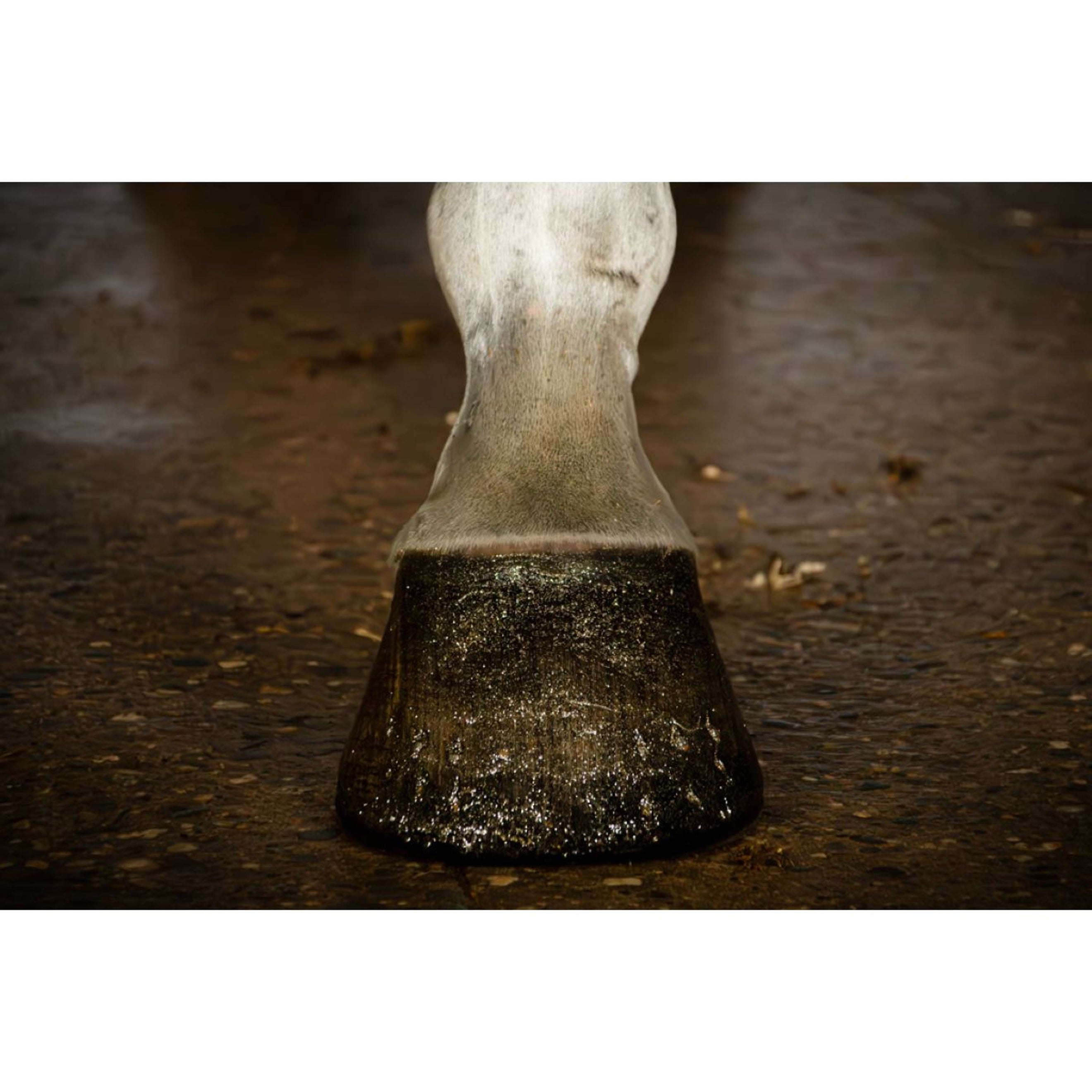 Excellent Brillo para Cascos Hi Gloss con Purpurina Oro Excellent Brillo para Cascos Hi Gloss con Purpurina Oro