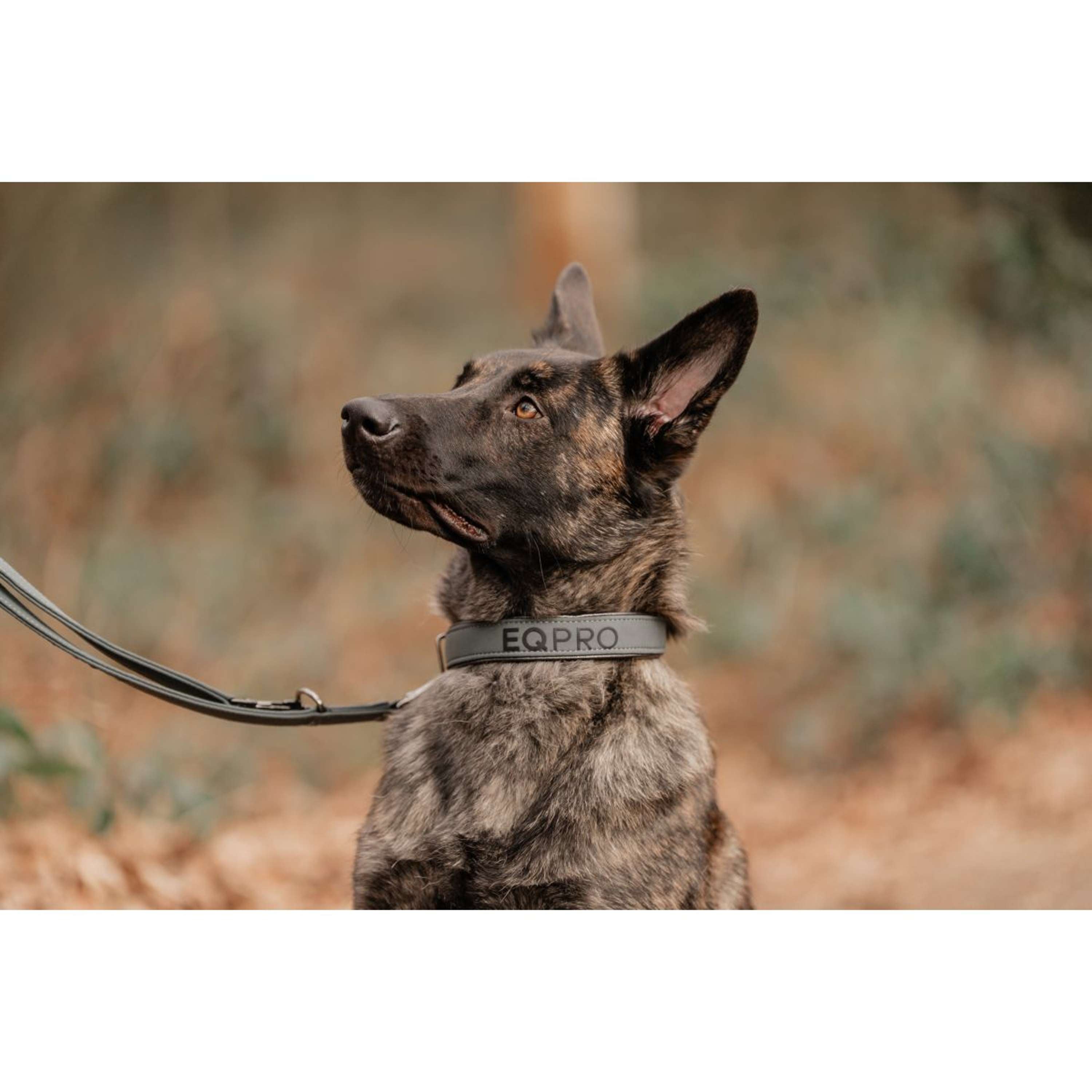 EQPRO Collar y Correa Softshell Shadow Steel