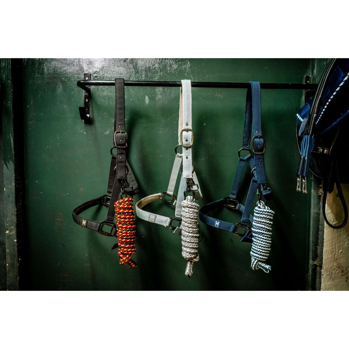 Amigo Cabezada y Ramal Newmarket Witney Gold