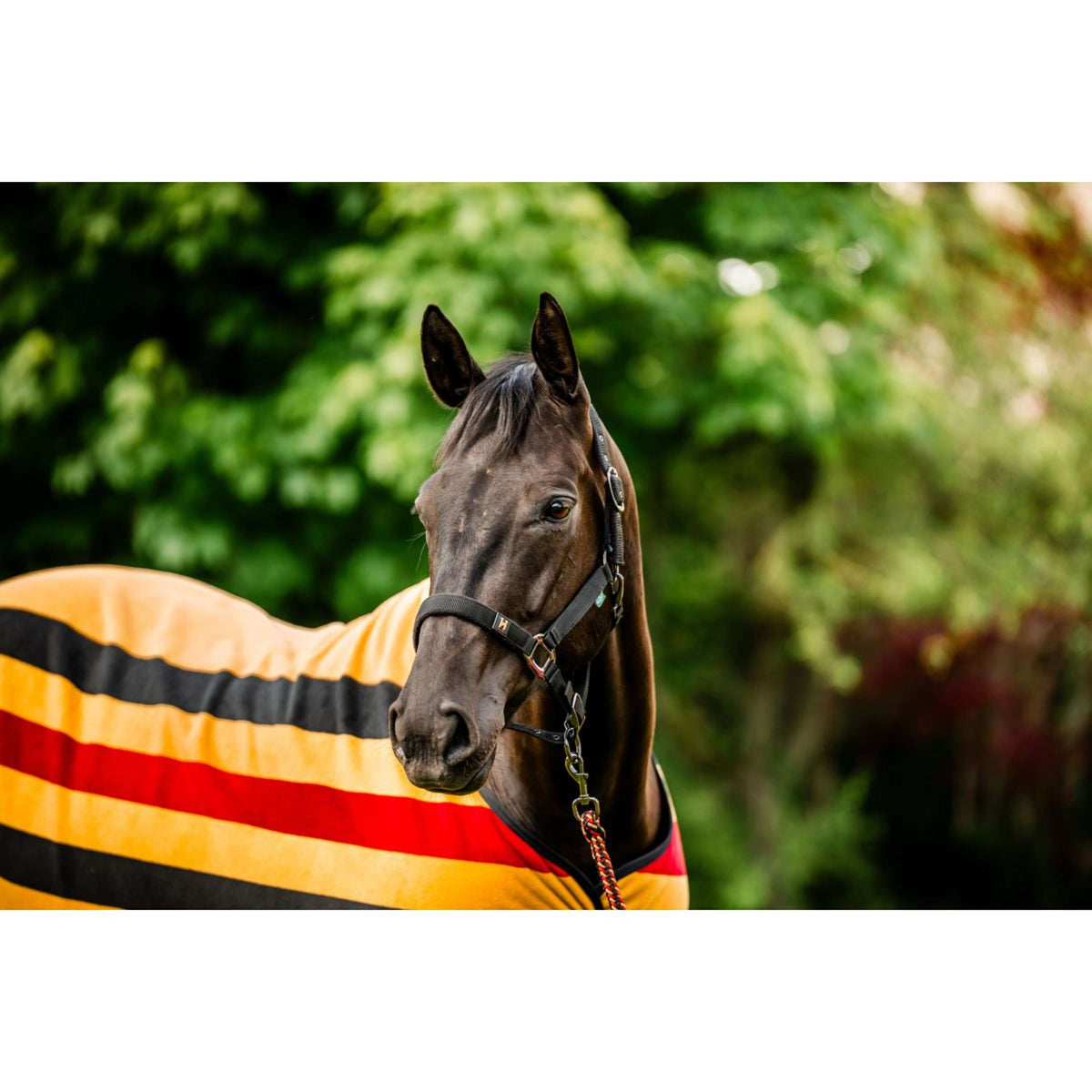 Amigo Cabezada y Ramal Newmarket Witney Gold