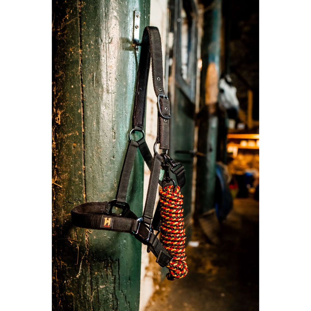 Amigo Cabezada y Ramal Newmarket Witney Gold