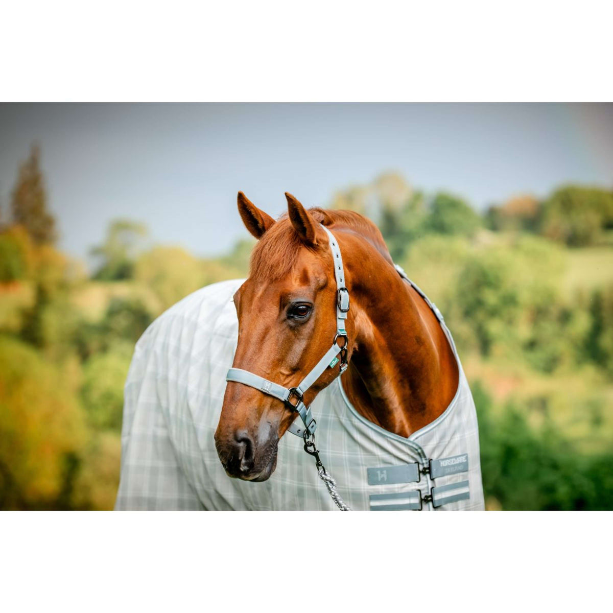 Amigo Cabezada y Ramal Newmarket Witney Charcoal