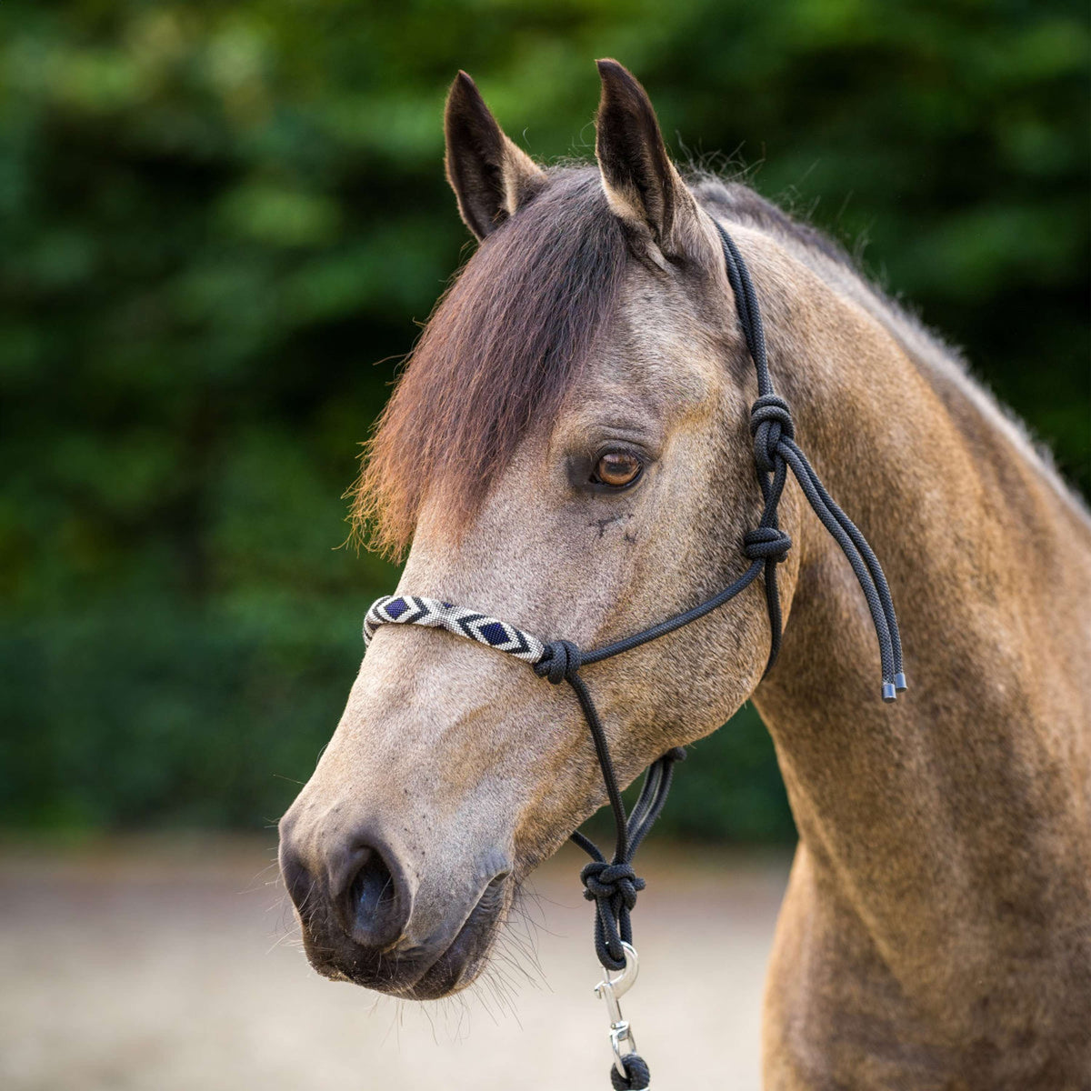 HV Polo Cabezada de Cuerda HVPLamu Negro