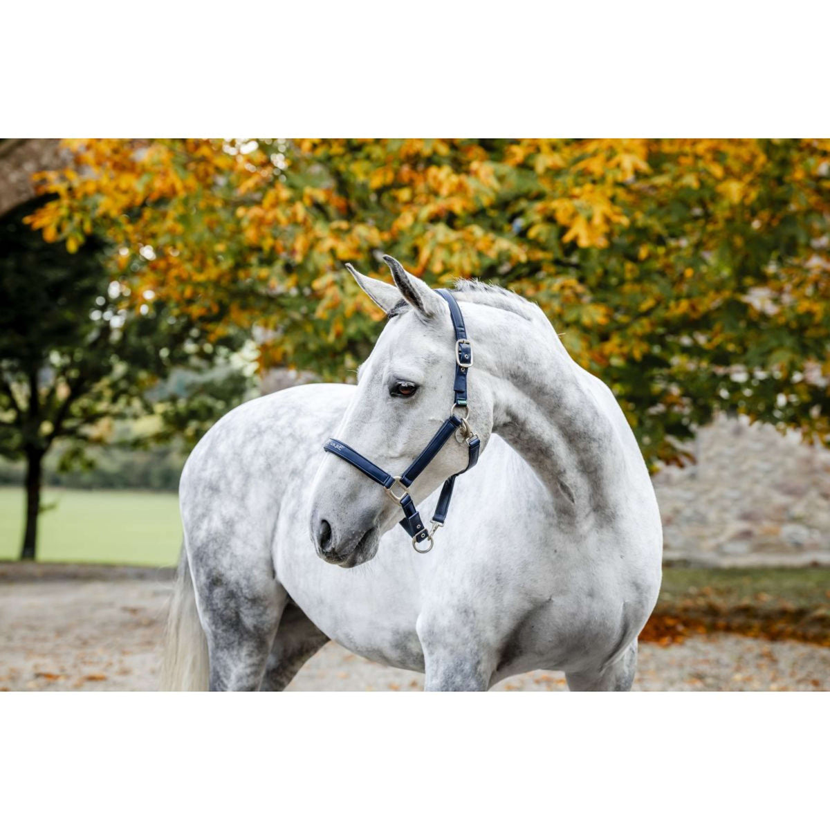 Horseware Cabestro Grooming Navy