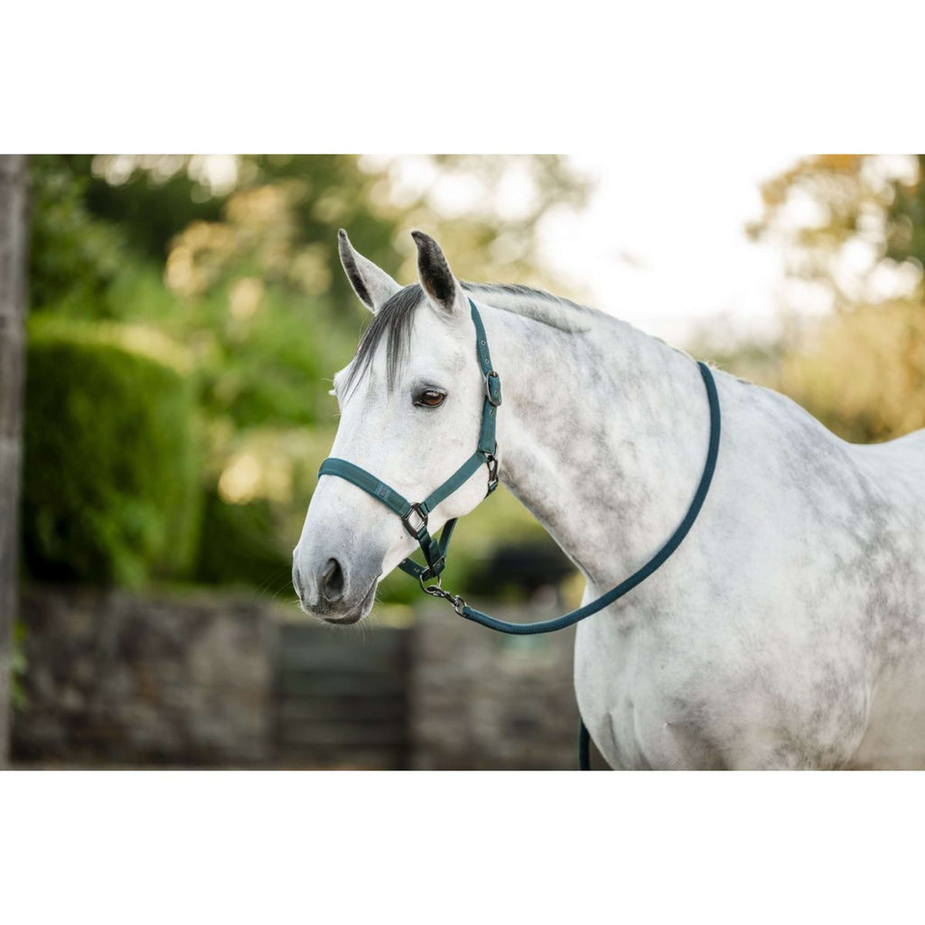 Amigo Cabestro y Ramal Dynasty Green