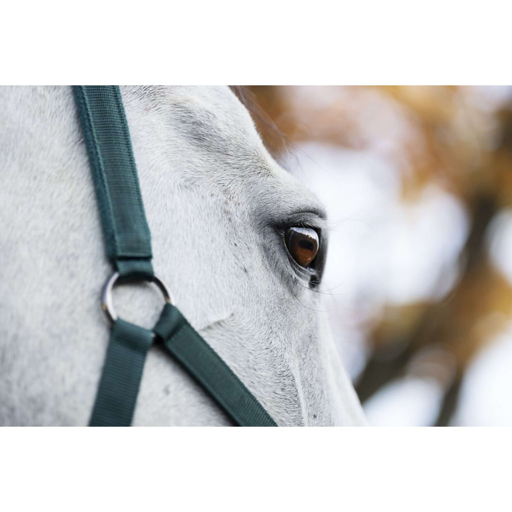 Amigo Cabestro y Ramal Dynasty Green