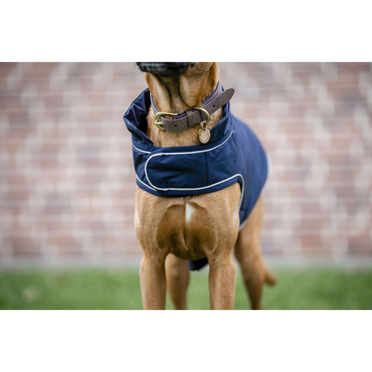 Horseware Impermeable para Perros Signature 100g Navy