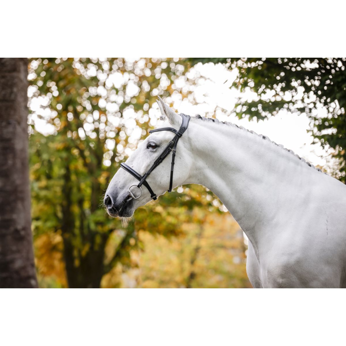 Horseware Brida Cavesson Negro