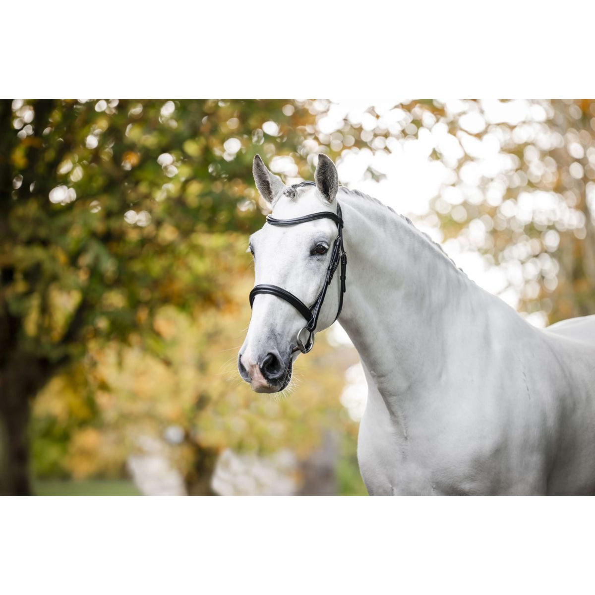 Horseware Brida Cavesson Negro