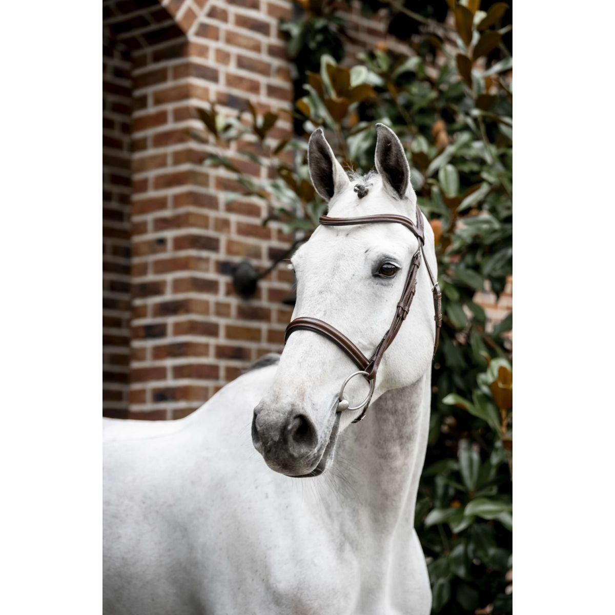 Horseware Brida Cavesson Marron