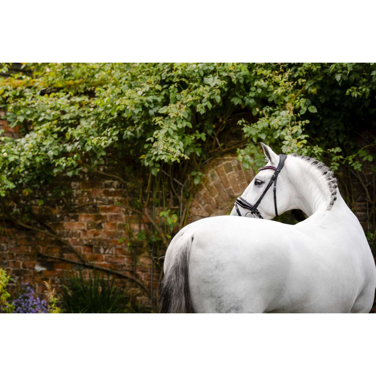 Horseware Brida Diamante Negro/Rosa