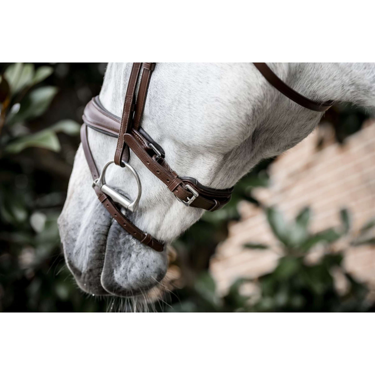 Horseware Brida Dressage Marron