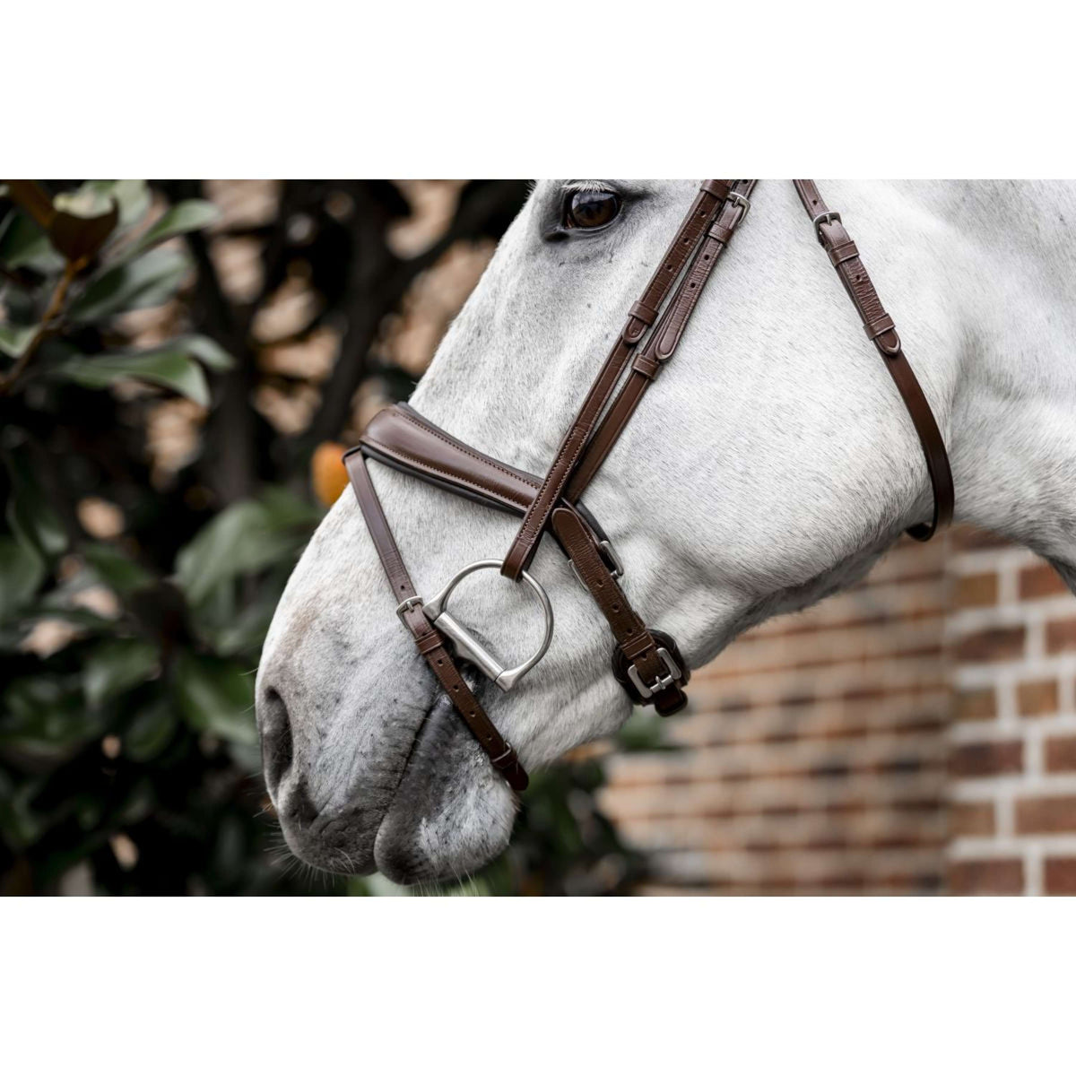 Horseware Brida Dressage Marron