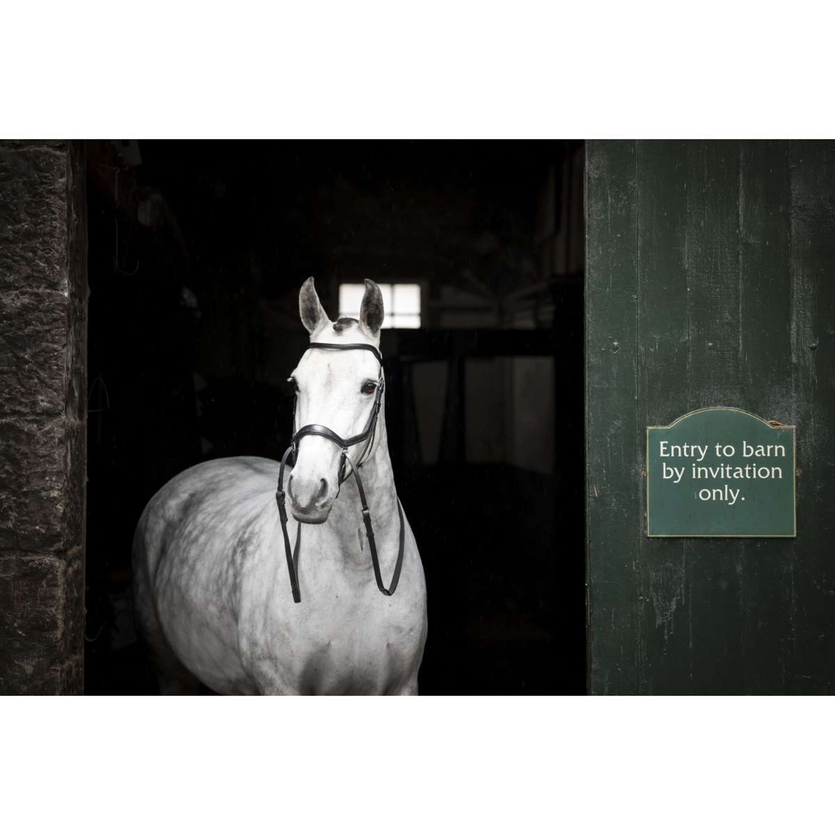 Rambo Micklem Bitless Bridle Negro