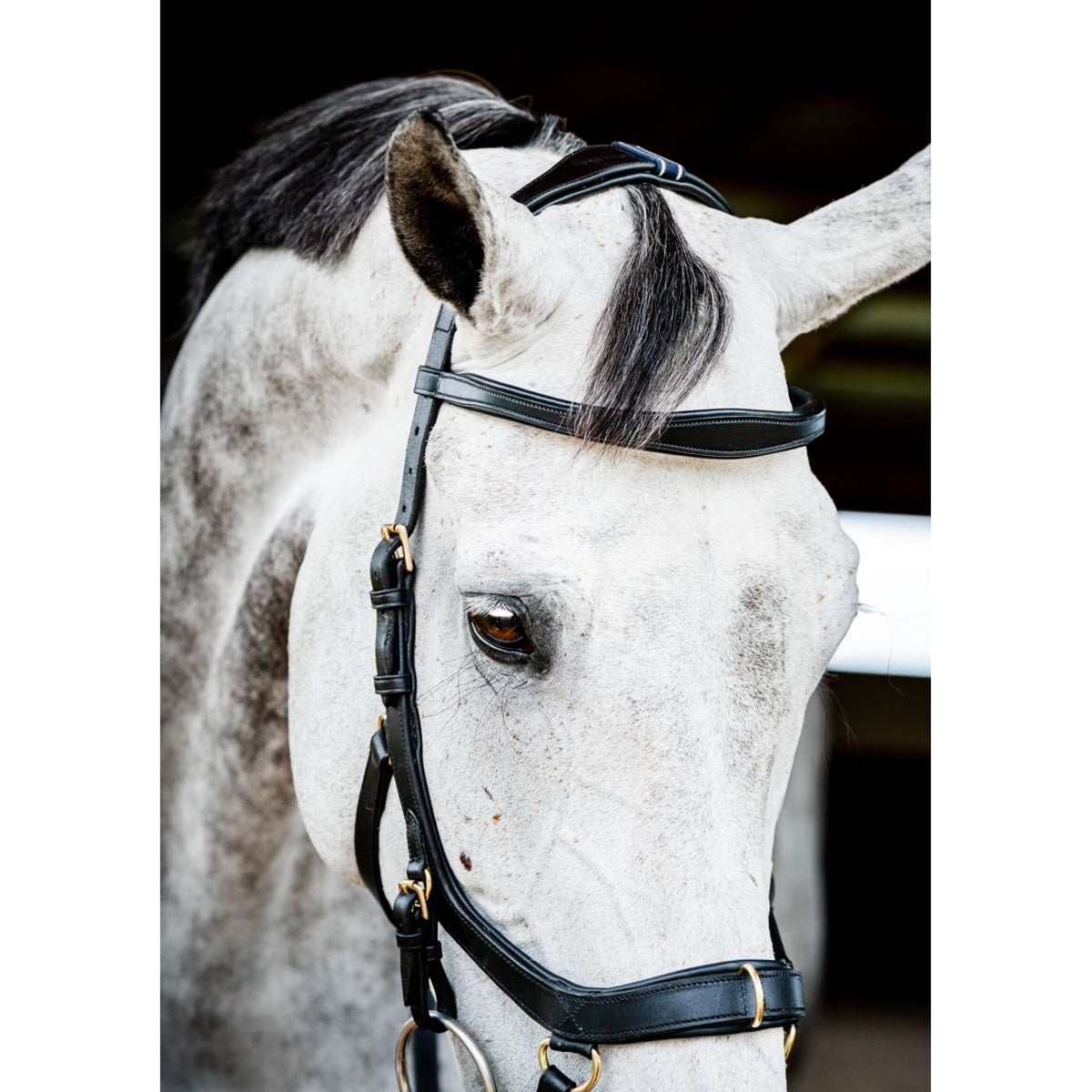 Rambo Micklem Multi Bridle New Negro