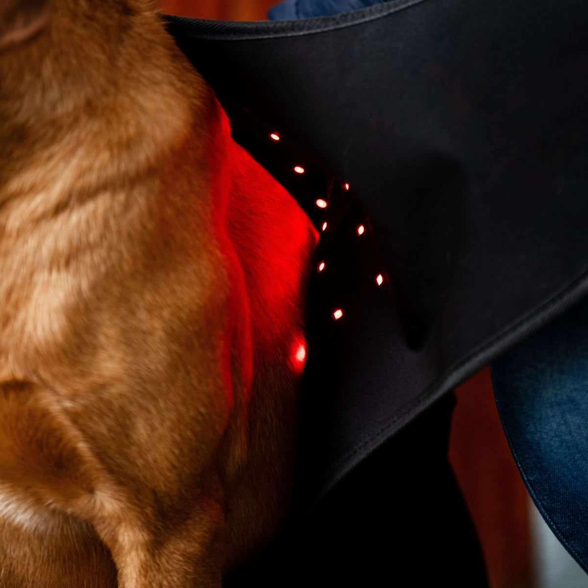 Horseware Pet Leg Wraps LED Red Light Therapy Pair Negro/Negro