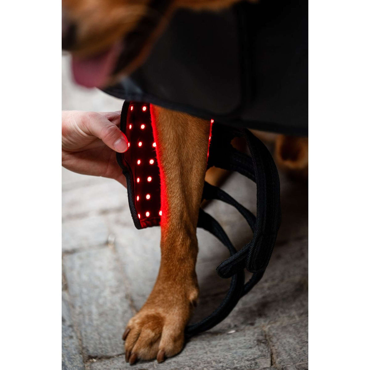 Horseware Pet Leg Wraps LED Red Light Therapy Pair Negro/Negro
