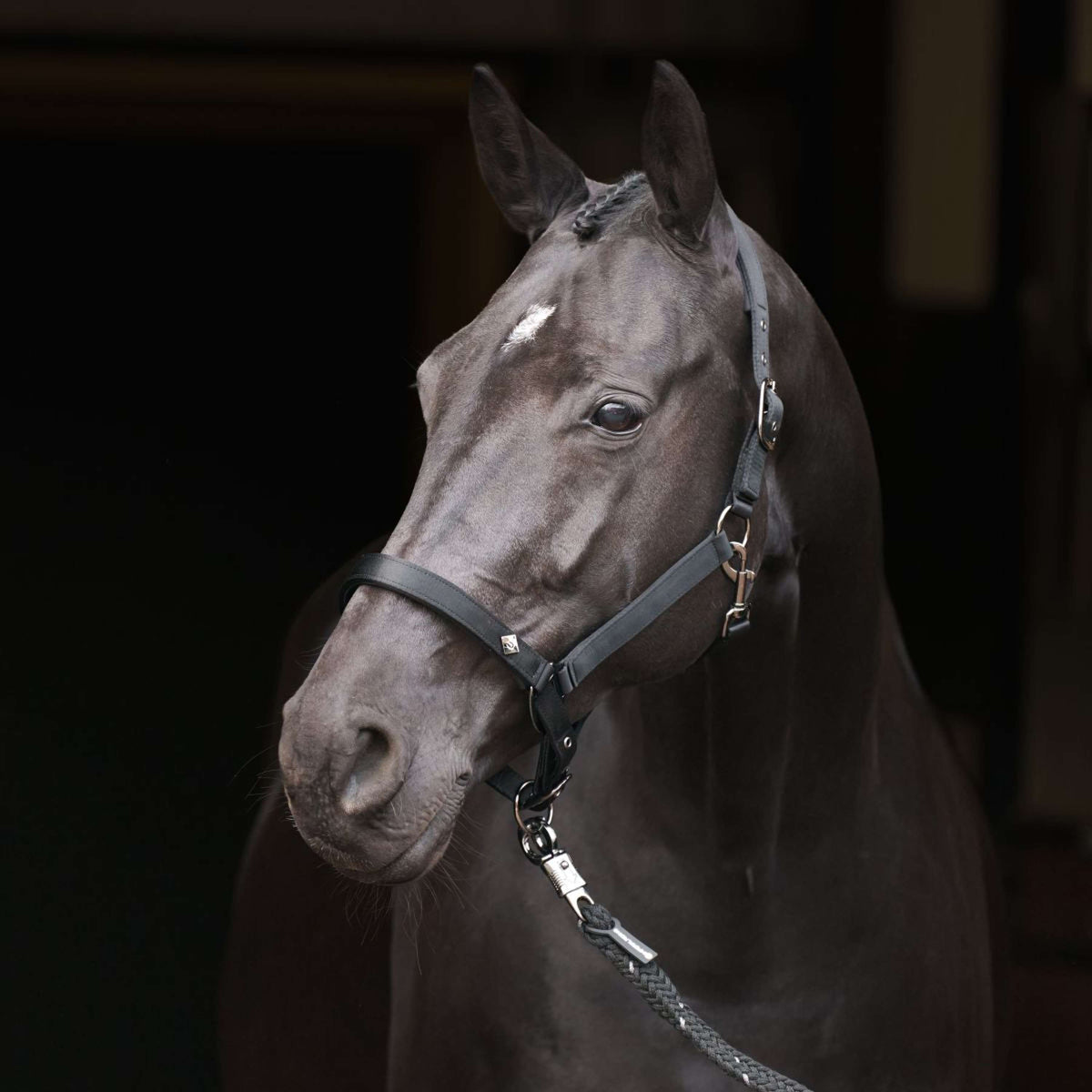 Imperial Riding Cabezada IRHRebel Negro