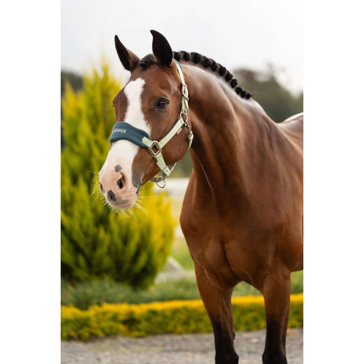 LeMieux Juego de Cabestro Vogue Macaron