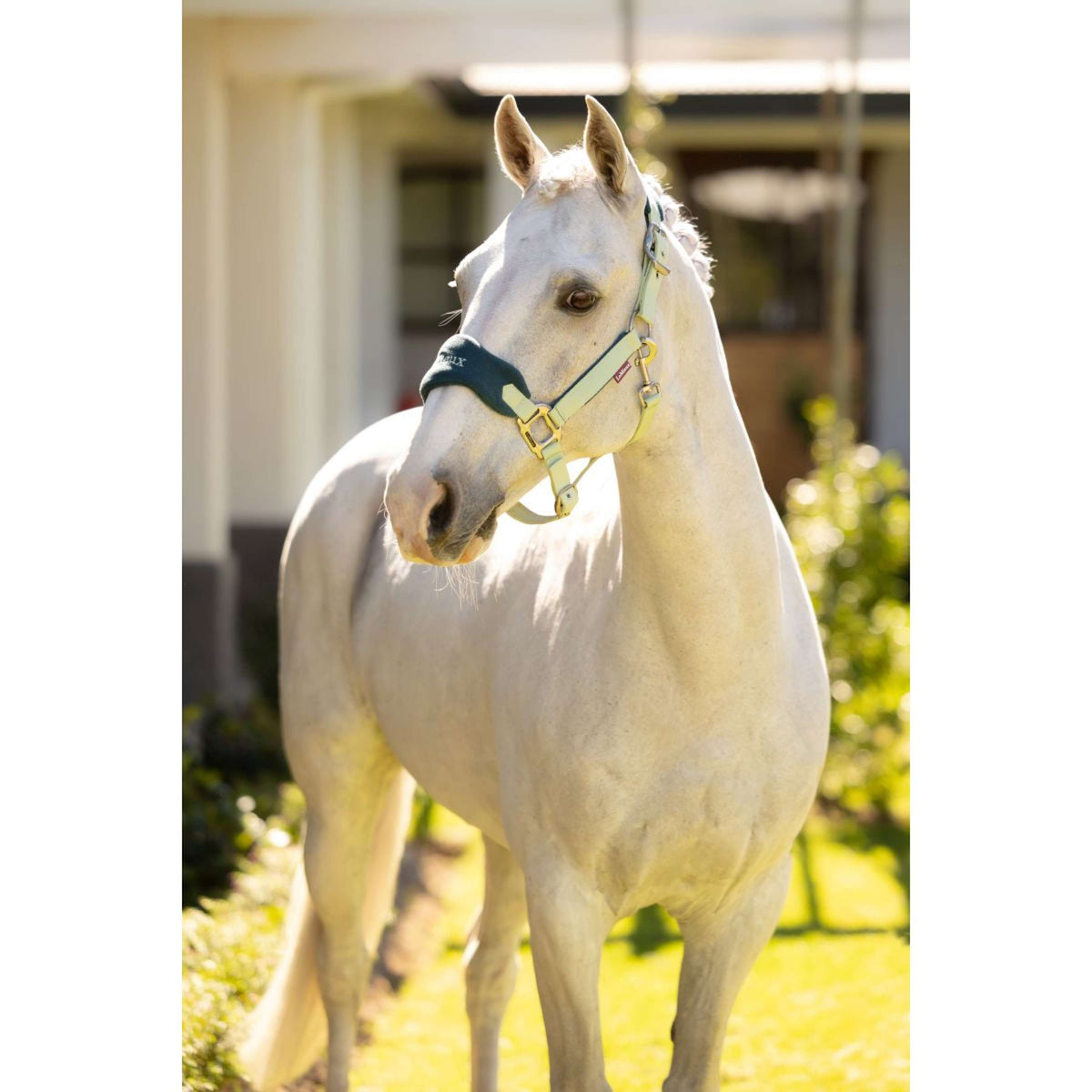 LeMieux Juego de Cabestro Vogue Macaron