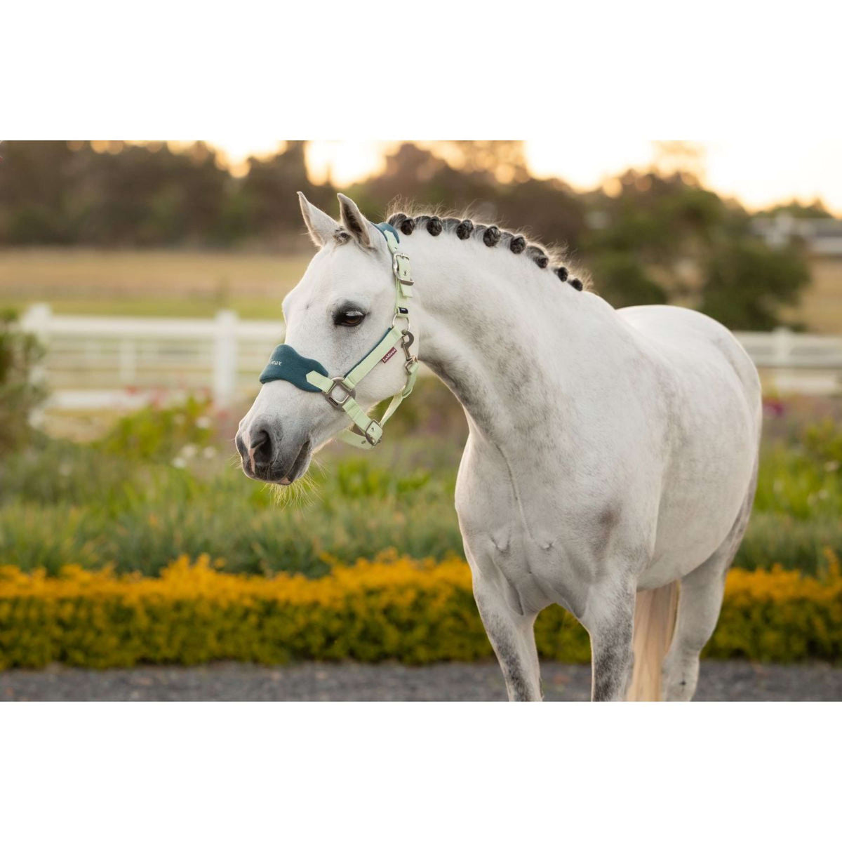 LeMieux Juego de Cabestro Mini Vogue Macaron