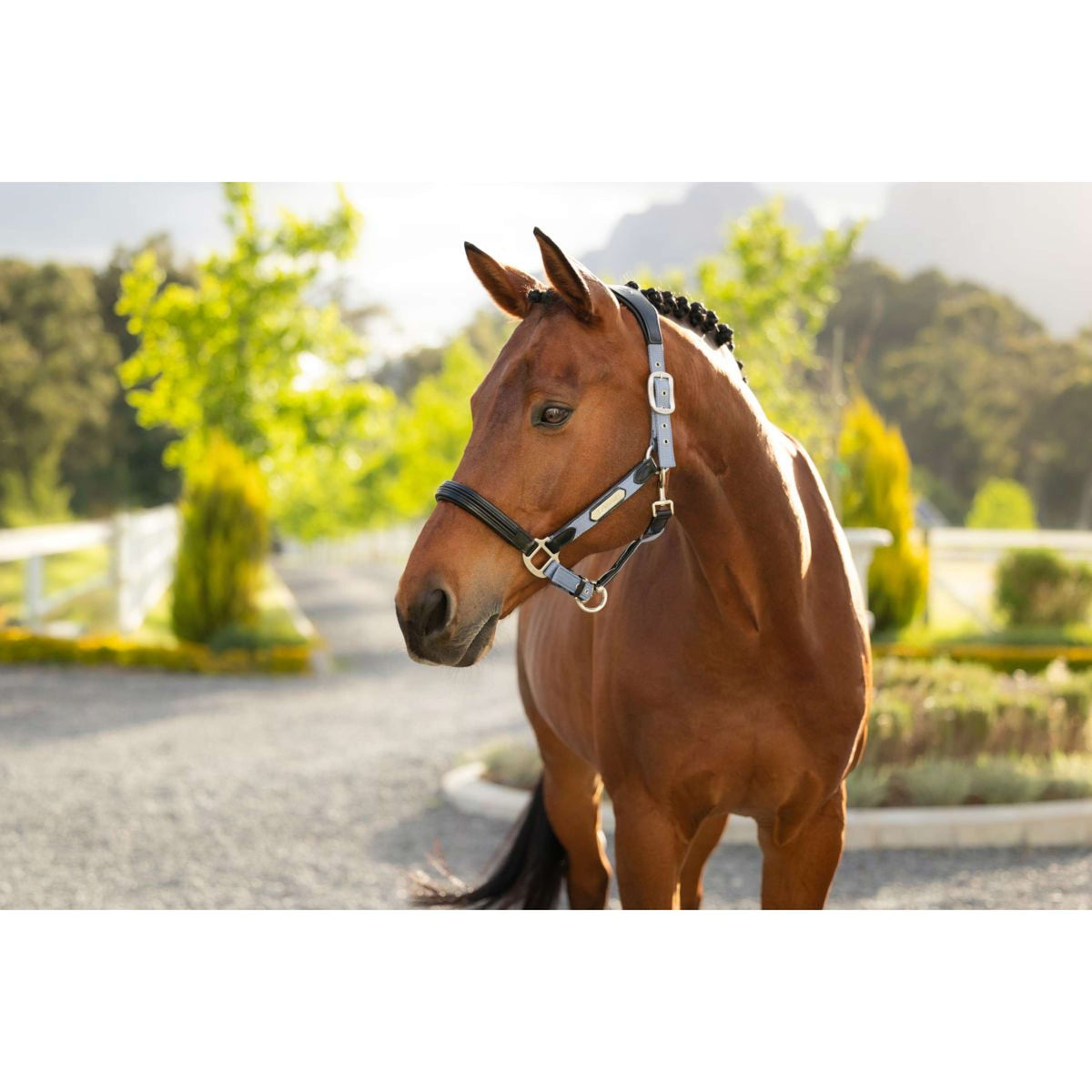 LeMieux Cabezada Capella Powder Blue