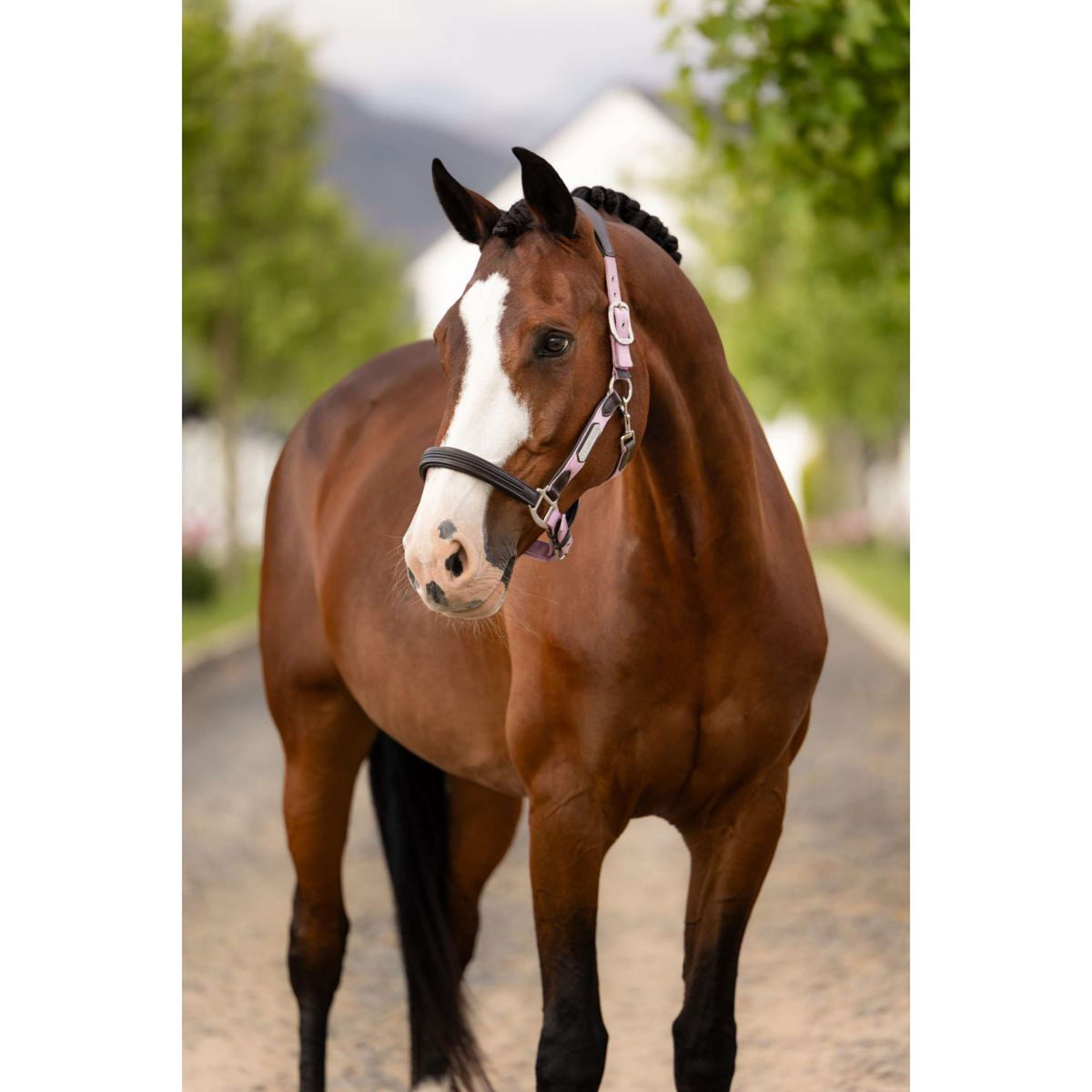 LeMieux Cabezada Capella Fondant