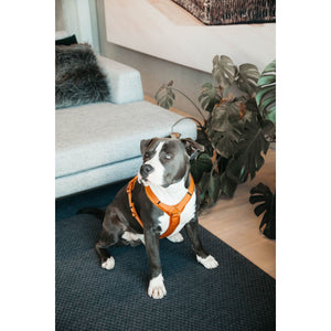 Kentucky Dogwear Arnés Active Velvet Naranja