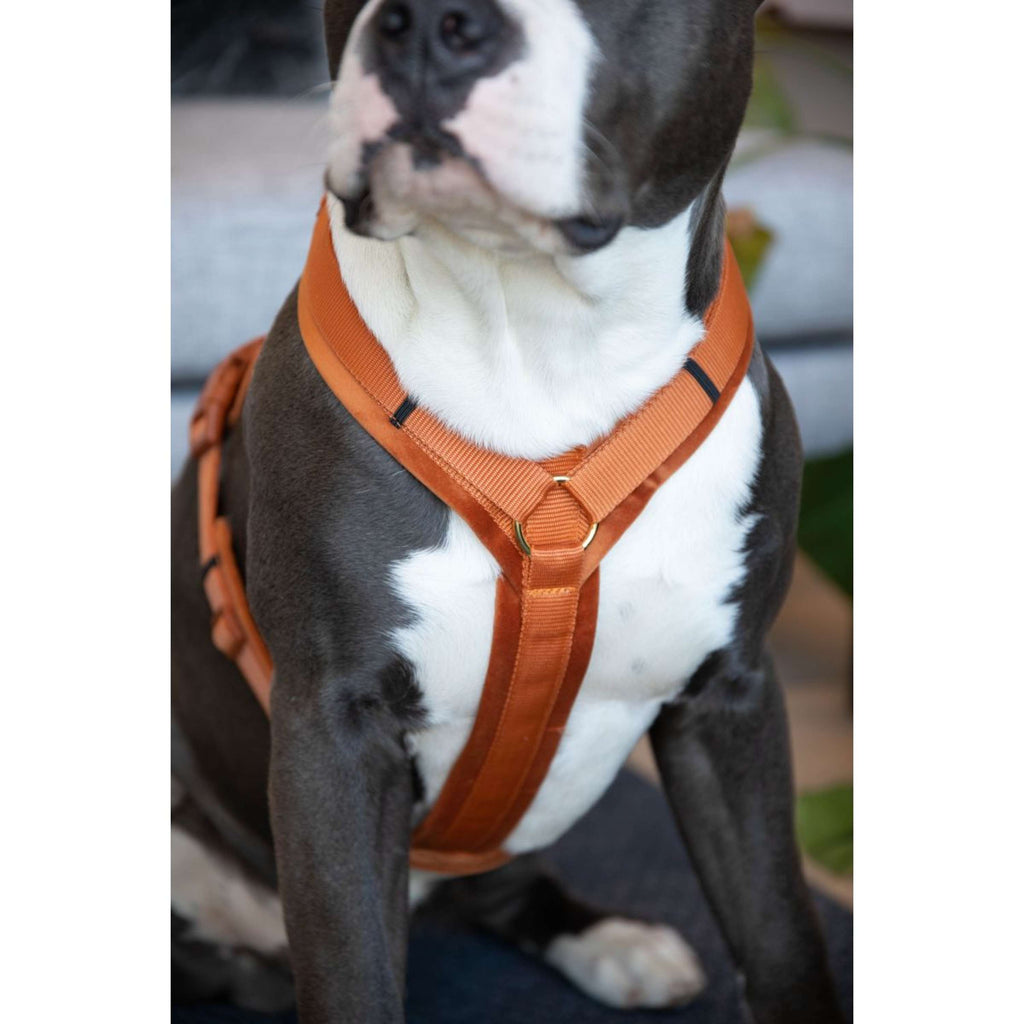 Kentucky Dogwear Arnés Active Velvet Naranja