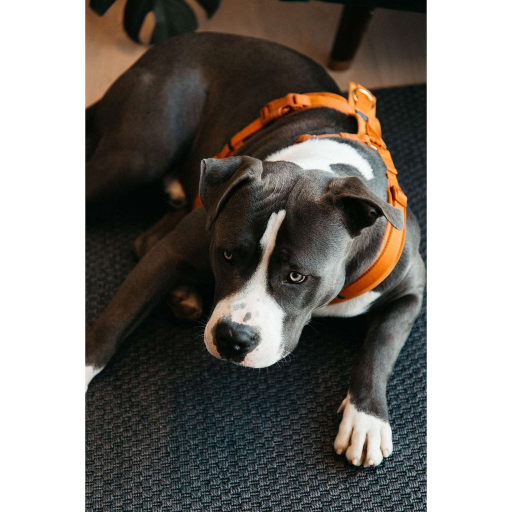 Kentucky Dogwear Arnés Active Velvet Naranja